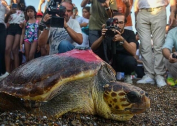 Deniz kaplumbağası Lara, 485 kilometre yol katetti