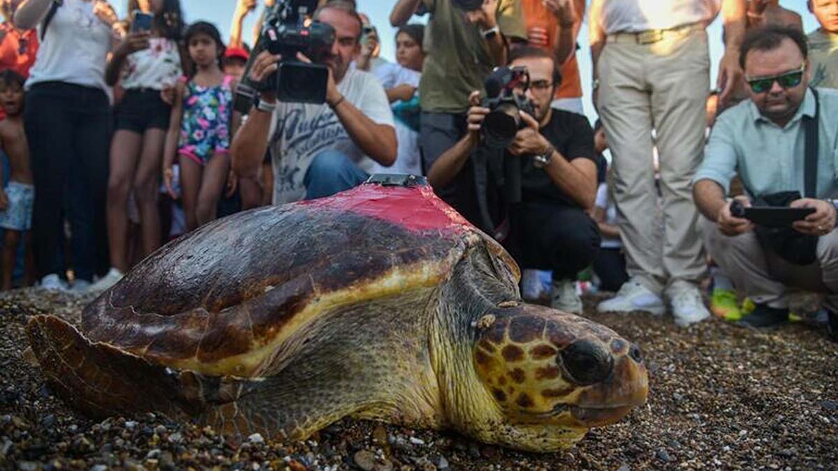 Deniz kaplumbağası Lara, 485 kilometre yol katetti