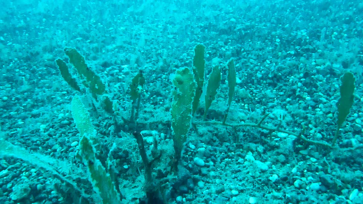 'Denizlerin akciğeri'ne istilacı yosun tehdidi