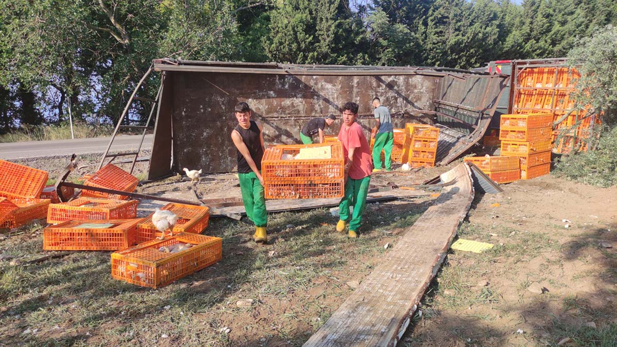 Devrilen TIR'daki 5 bin tavuktan yüzlercesi öldü