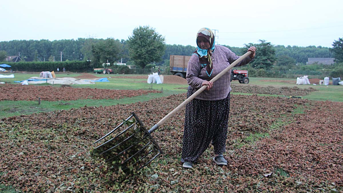 Düzce'de fındık hasadı bitti, nöbet başladı