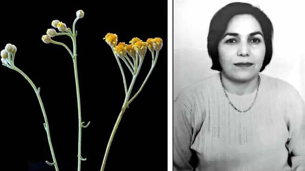 Endemik bitkiye ölen eşinin ismi verildi