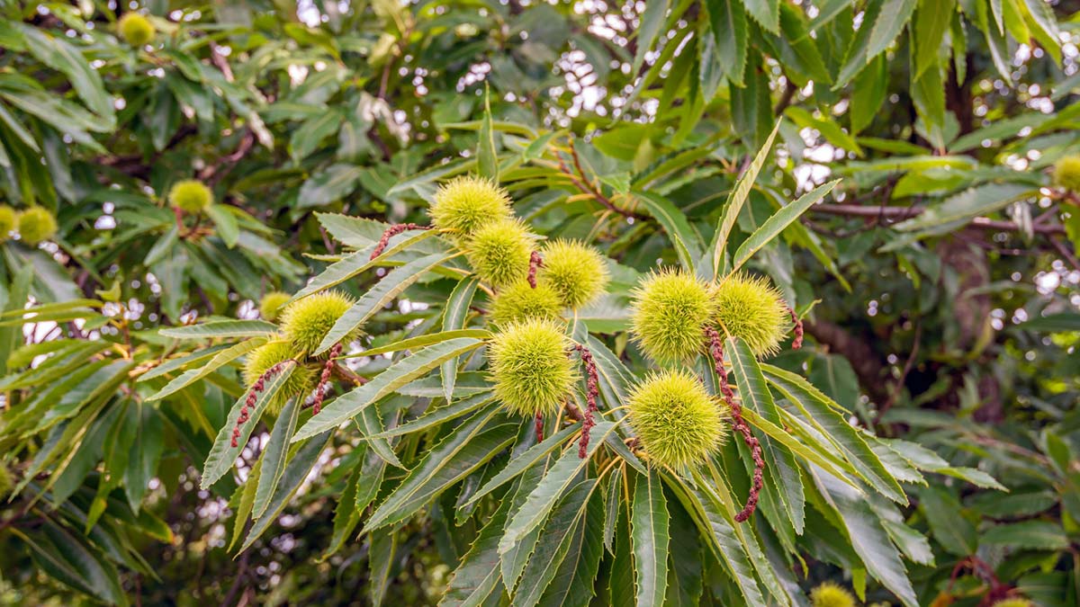 Erikli'den kestane ağaçlarına verimlilik projesi