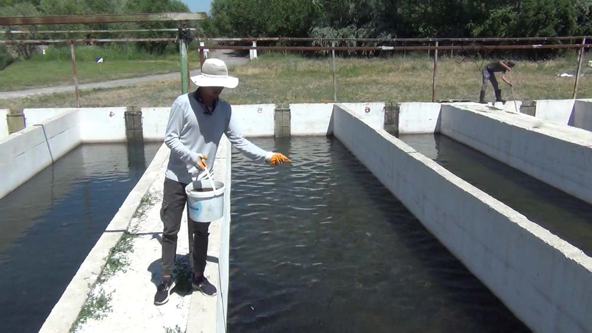 Erzincan'da üretilen alabalıklar Avrupa'ya satılıyor