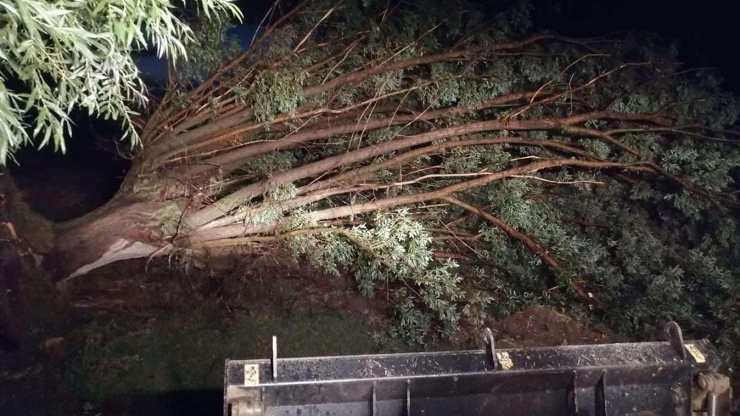 Eskişehir'de kuvvetli rüzgar: ağaçlar devrildi