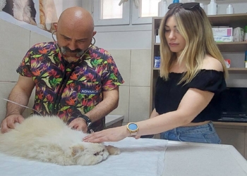 Evcil hayvanlarda böcek ısırmasına dikkat