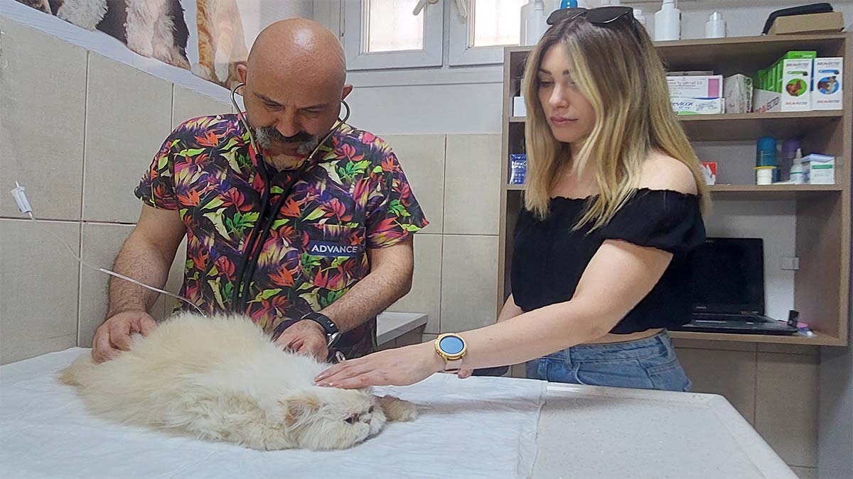 Evcil hayvanlarda böcek ısırmasına dikkat