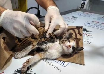 Fare yapışkanına yapışan yavru kedi kurtarıldı