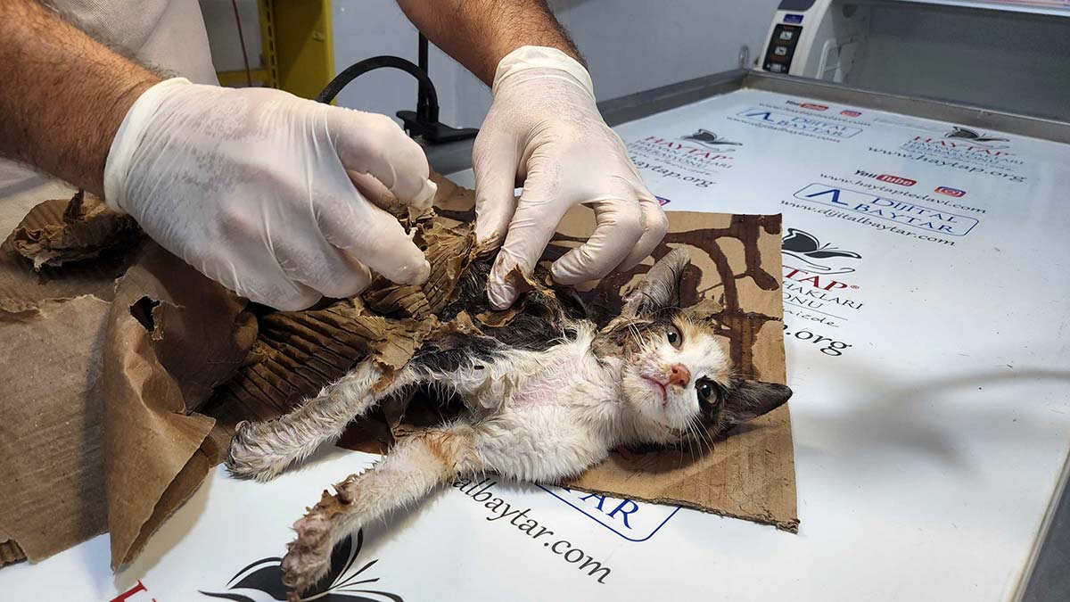 Fare yapışkanına yapışan yavru kedi kurtarıldı