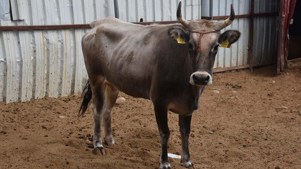 Firari inek 'Dağlar kızı Reyhan' yeni yuvasında