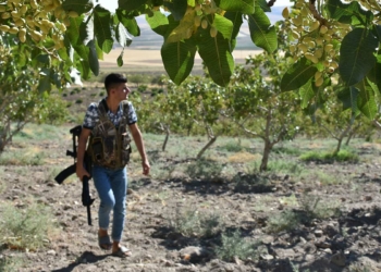 Fıstığın kilosu 170 TL olunca bahçelerde nöbet başladı