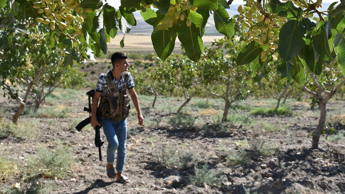 Fıstığın kilosu 170 TL olunca bahçelerde nöbet başladı