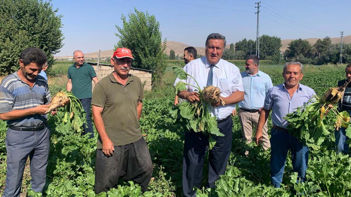 Pancar ekimi tehlikeli dönemeçte