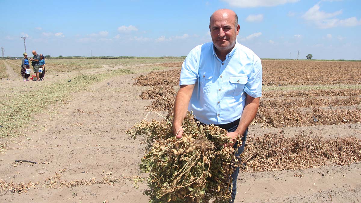 Hasadı başlayan yer fıstığının fiyatı 5 kat arttı