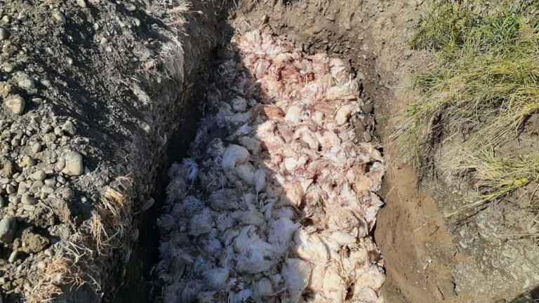 Havasız kalan 2 bin 450 tavuk öldü