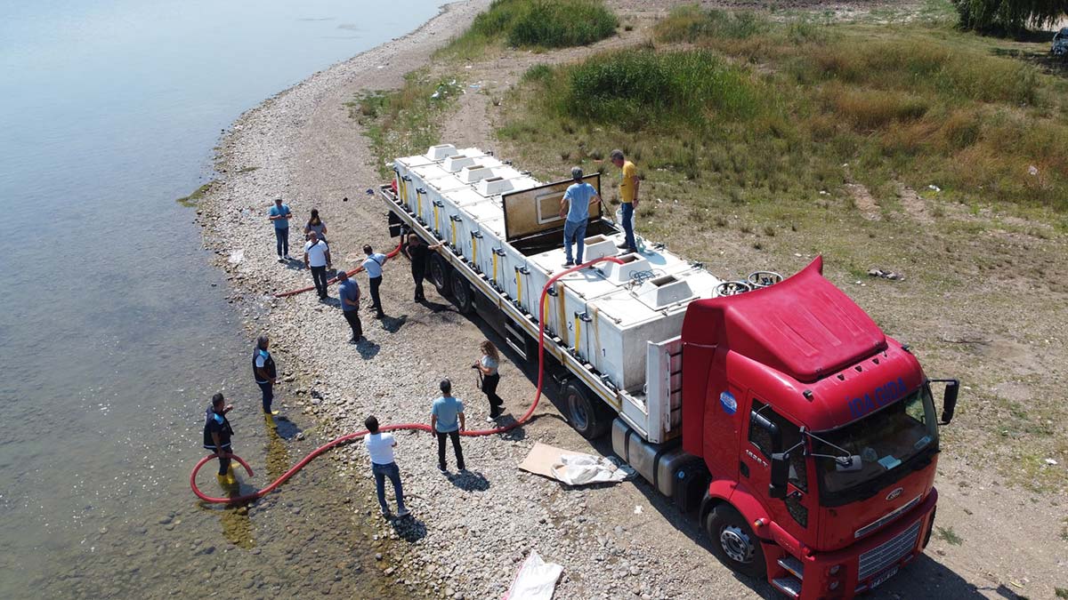 İznik Gölü'ne 1 milyon 43 bin sazan yavrusu salındı