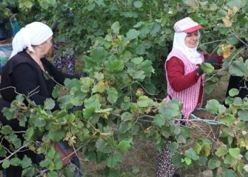 Karadeniz'de fındık hasadı başladı