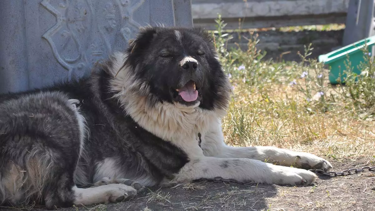 Kars coban kopegine saflastirma calismasi 1 - yerel haberler - haberton