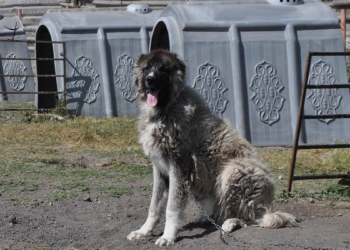Kars çoban köpeğine saflaştırma çalışması