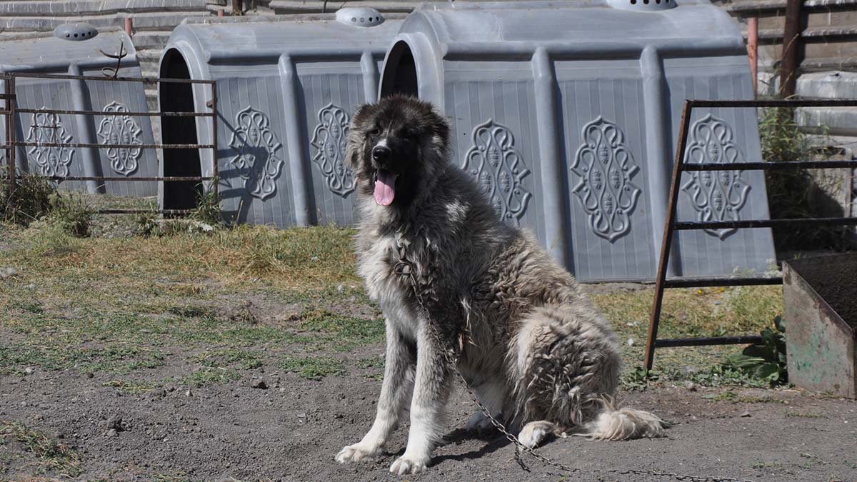 Kars çoban köpeğine saflaştırma çalışması