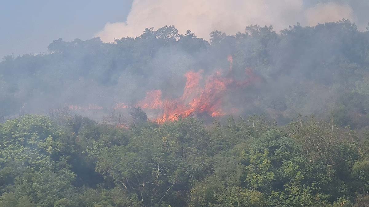 Kocaeli'de orman yangını