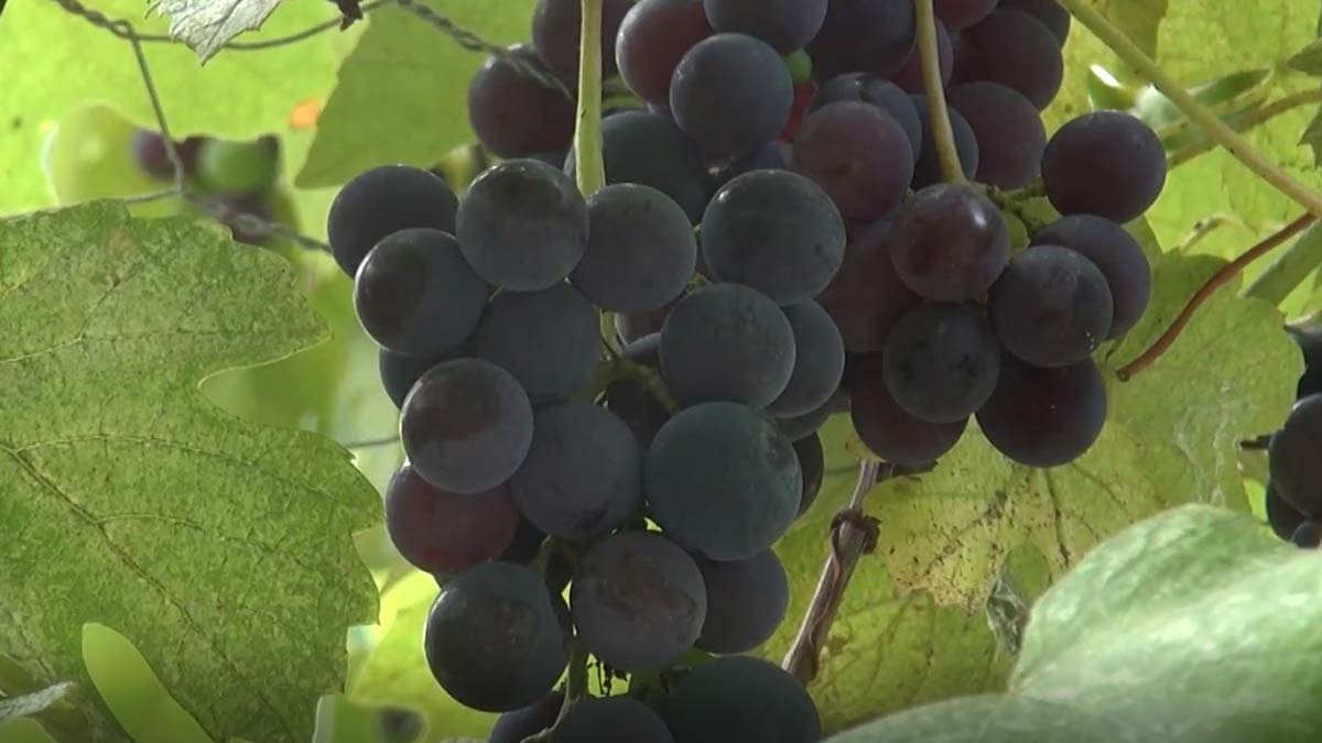 'Kokulu üzüm'den hücre yenileyen krem üretildi