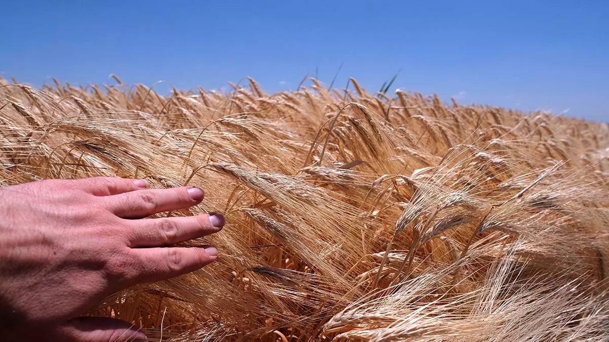 Konya ovasinda bu yil hasat 22 milyon ton oldu 2 - yerel haberler - haberton