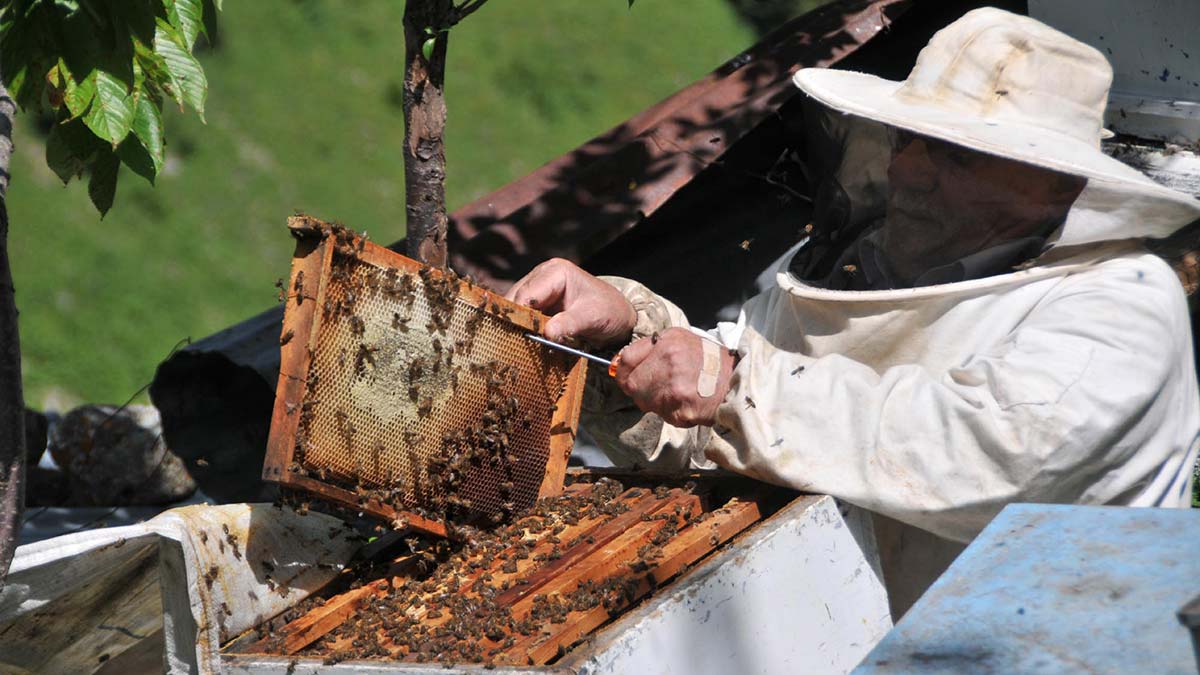 'Kuraklıkla acı balda zehir etkisi arttı'