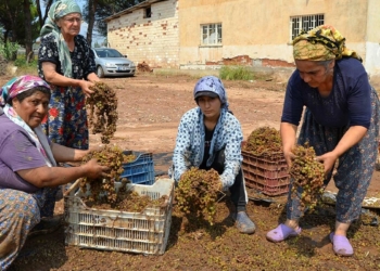 Kurutmaya bırakılan tonlarca üzüm sele kapıldı