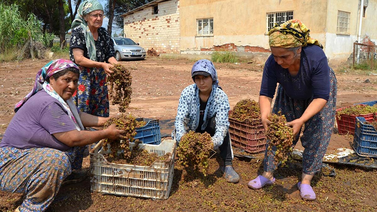 Kurutmaya bırakılan tonlarca üzüm sele kapıldı