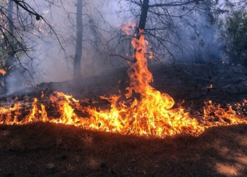 Manisa Turgutlu'da orman yangını