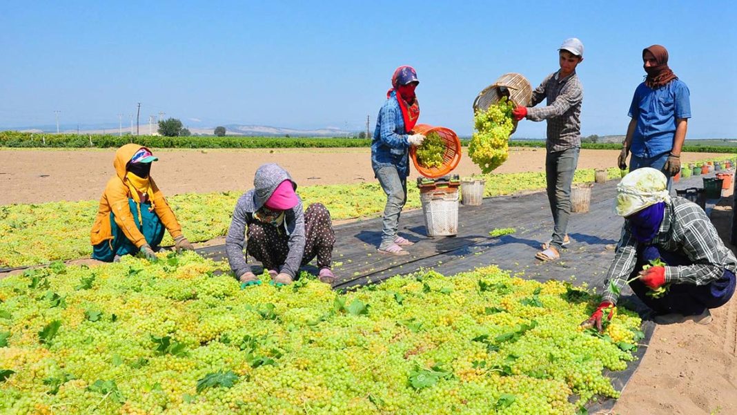 Manisa'da çiftçilerin gözü, üzüm fiyatı kararında