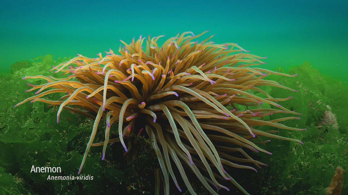 Marmara Denizi'nde biyoçeşitlilikte artış var