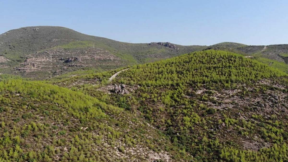 Menderes yangınında zarar gören alanlar yeşillendi