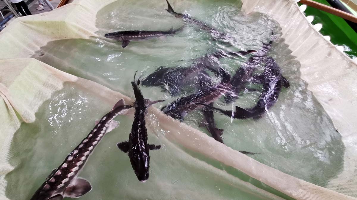 Mersin balığı üretiminde 80 bin yavruya ulaşıldı