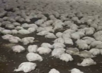 Mersin'de 20 bin tavuk öldü