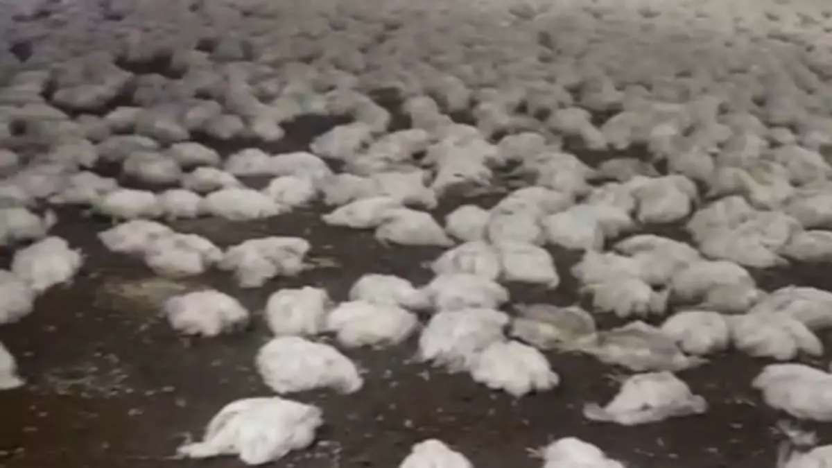 Mersin'de 20 bin tavuk öldü 