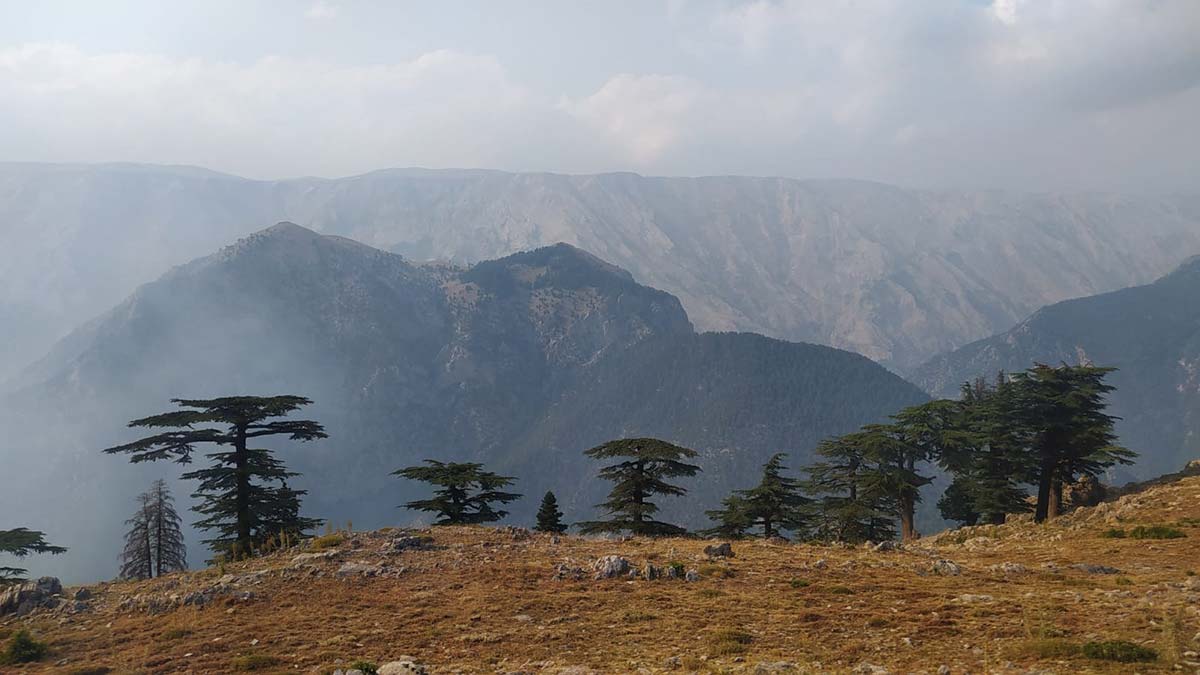 Mersin'de orman yangını kısmen kontrol altında