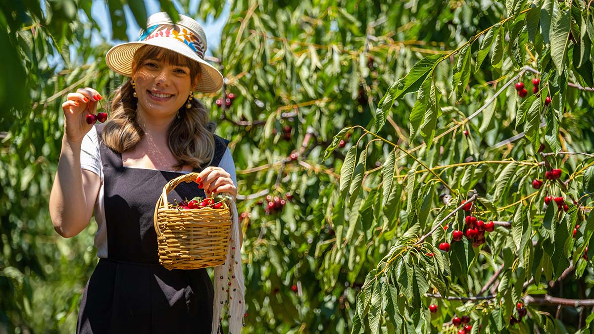 Mihalıççık'tan Avrupa'ya kiraz ihracı