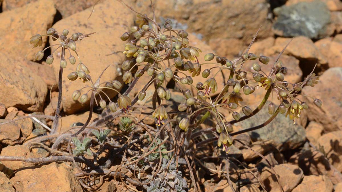 Muğla'da yeni yabani soğan türü keşfedildi