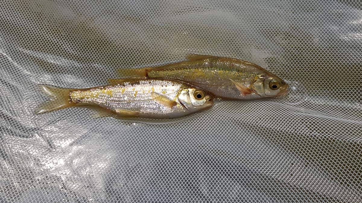 Nesli tehlikedeki 5 endemik balık koruma altında