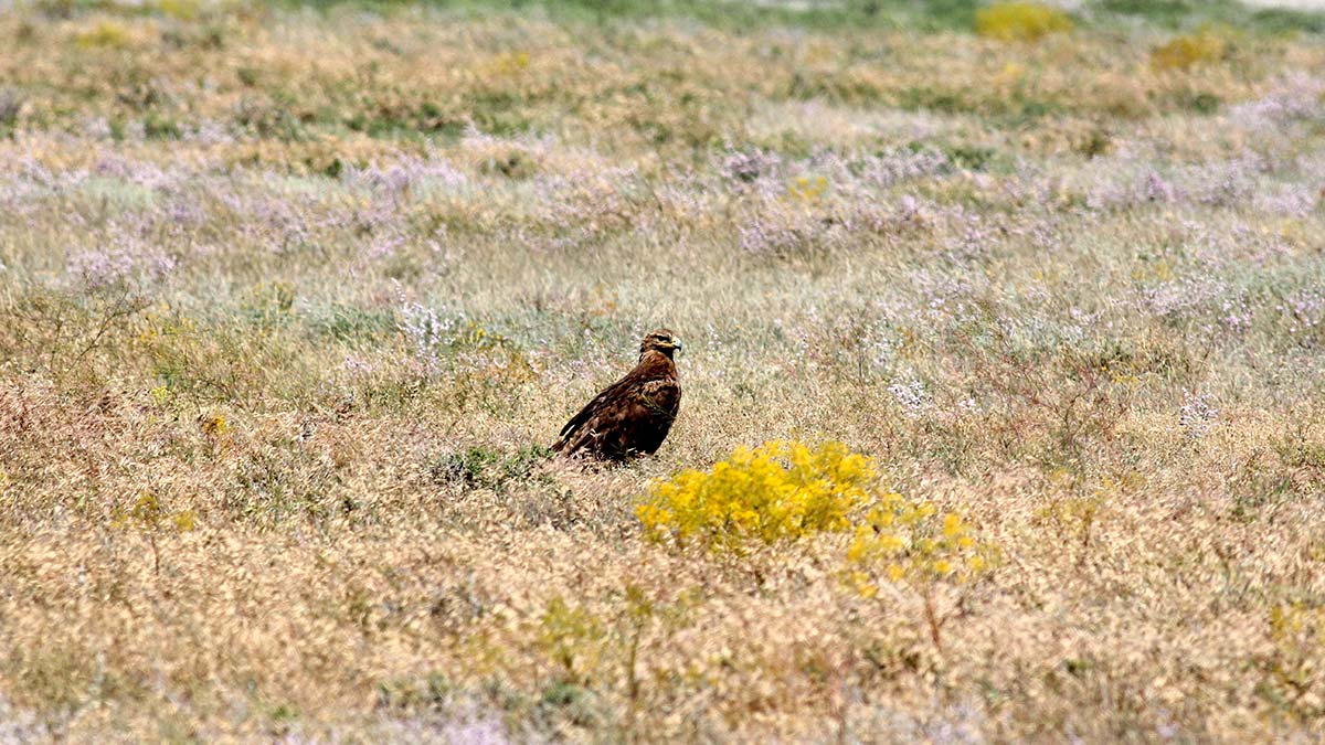 Nesli tükenen bozkır kartalı, kırmızı listede