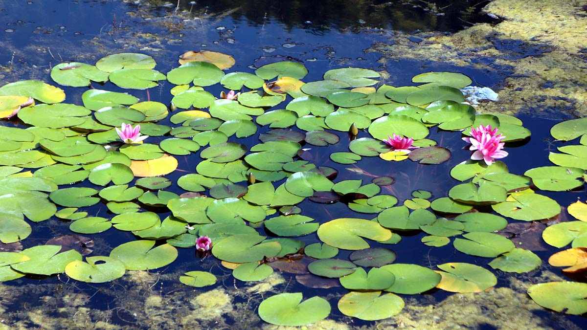Nilüfer ve Aubrieta koparmanın cezası 109 bin TL