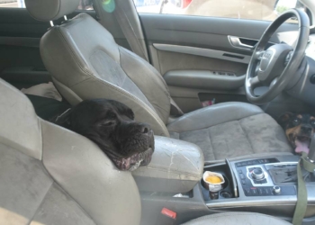 Otomobilde bırakılan köpek havasızlıktan öldü