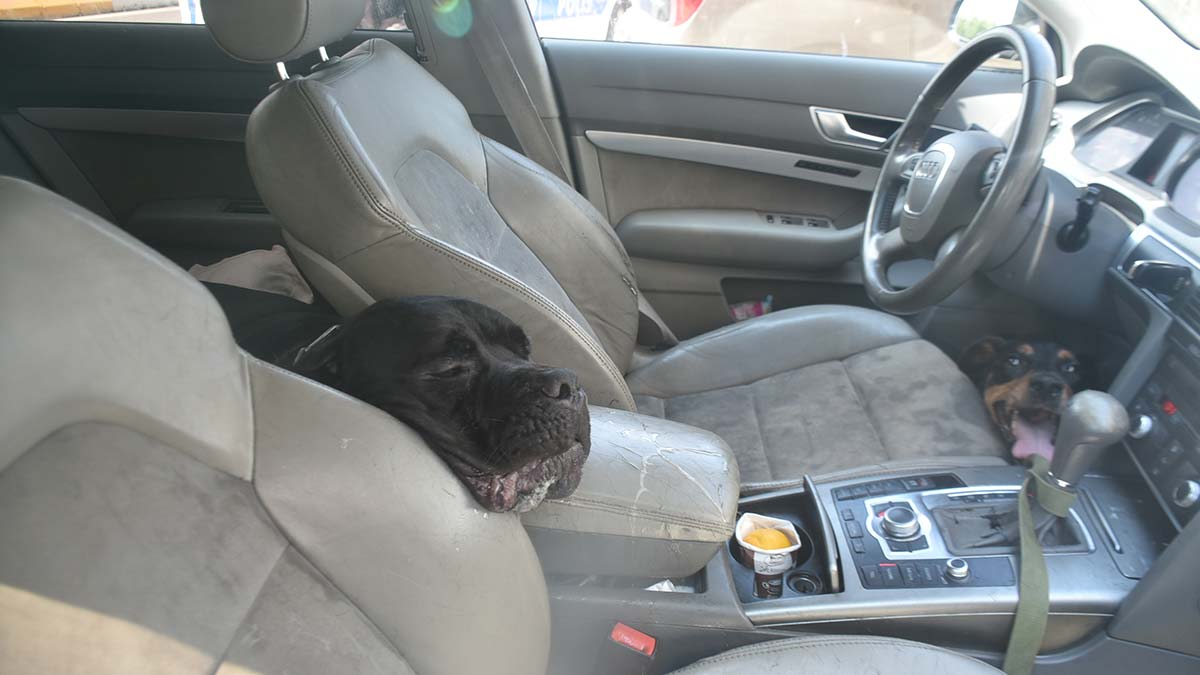 Otomobilde bırakılan köpek havasızlıktan öldü