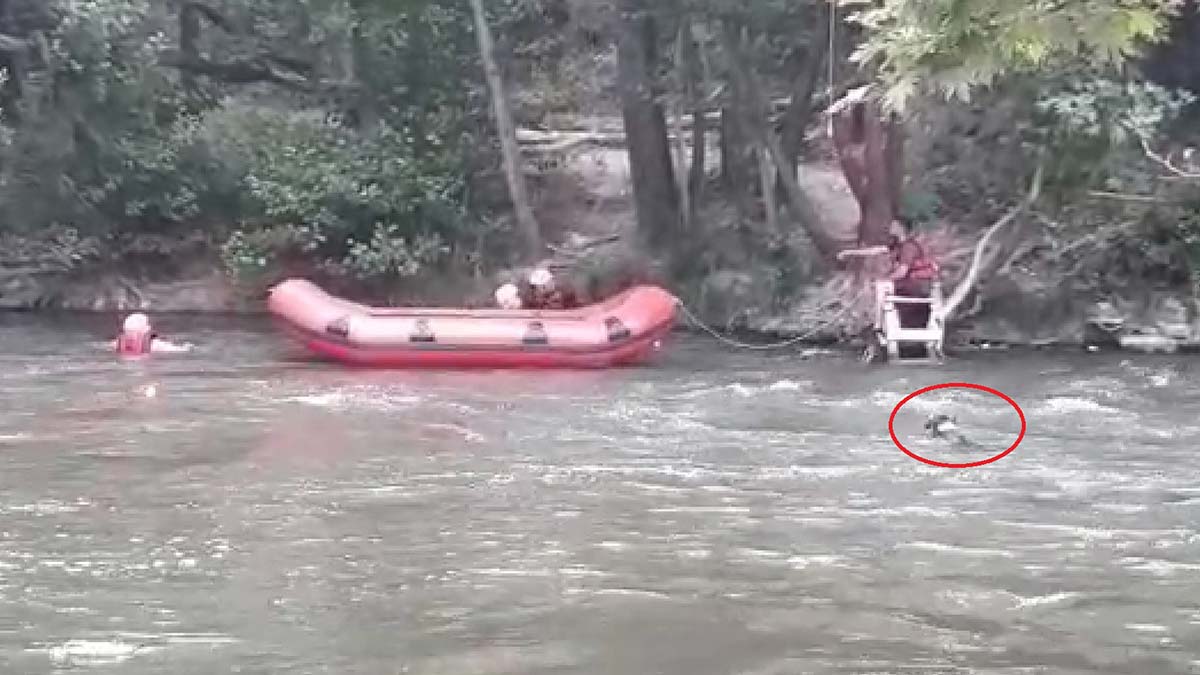 Rafting rehberi, akıntıya kapılan köpeği kurtardı
