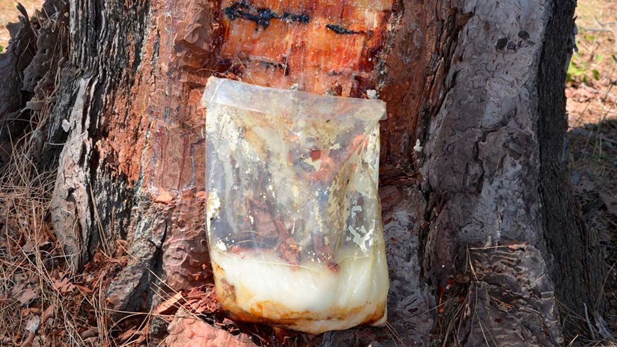 Reçineden ekonomiye yıllık 650 bin dolar katkı