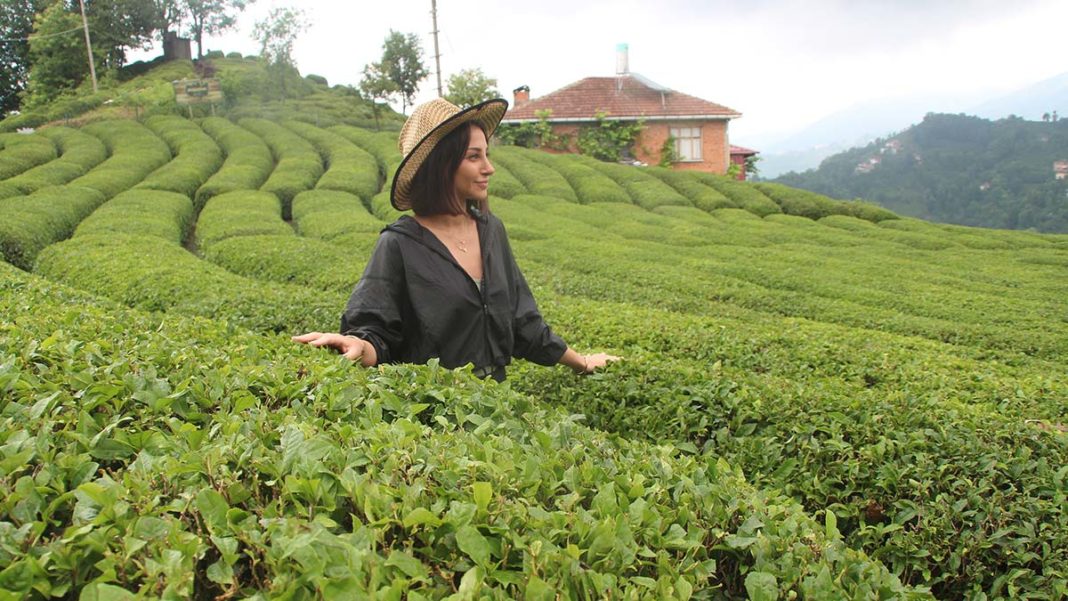 Rize'de 'çay turizmi' bereketi