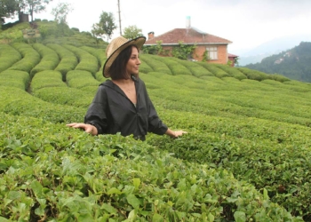 Rize'de 'çay turizmi' bereketi