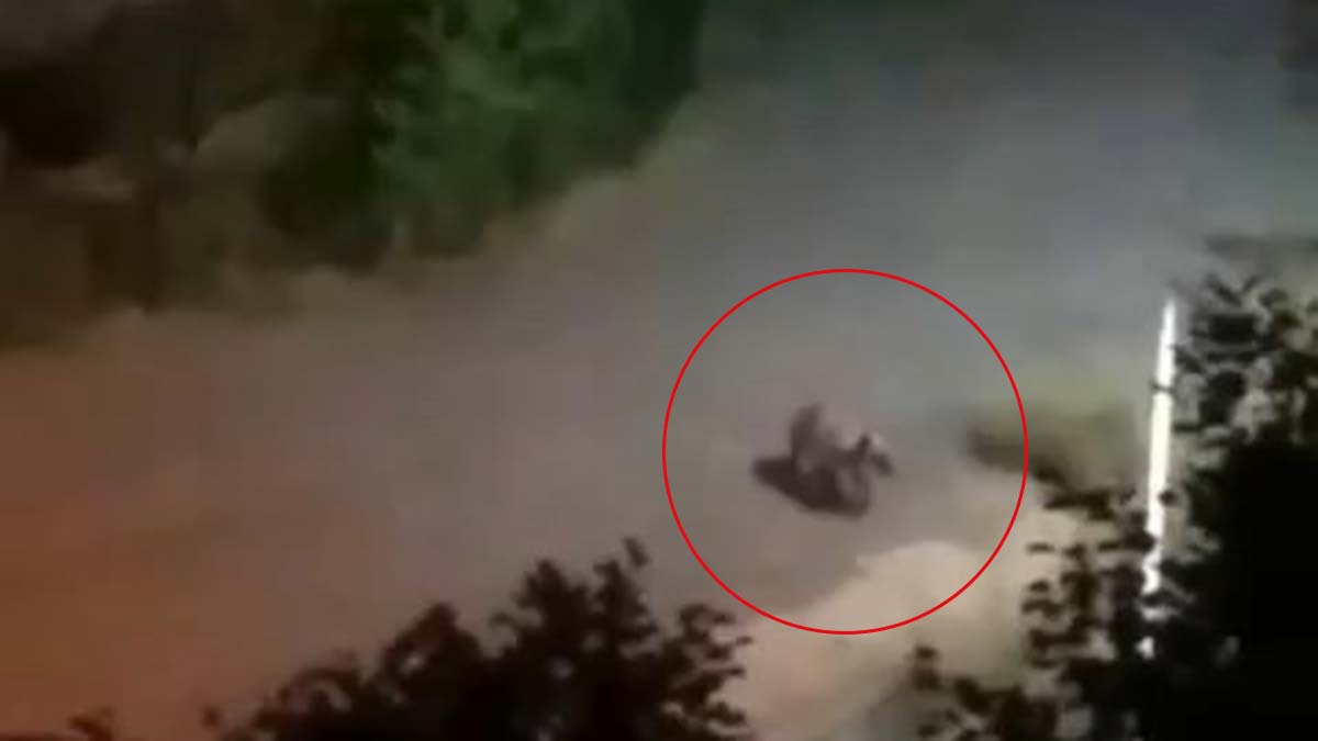 Rize'de kent merkezine inen yavru ayı kamerada